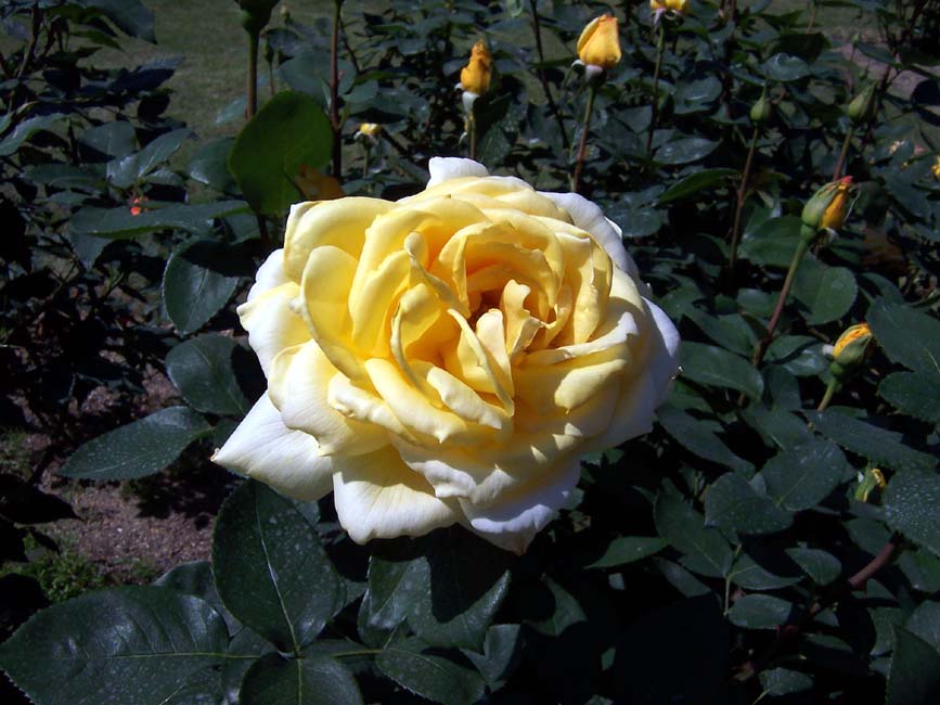 Yellow rose.jpg
